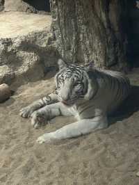 在清邁夜間動物園打卡，親密接觸可愛的動物