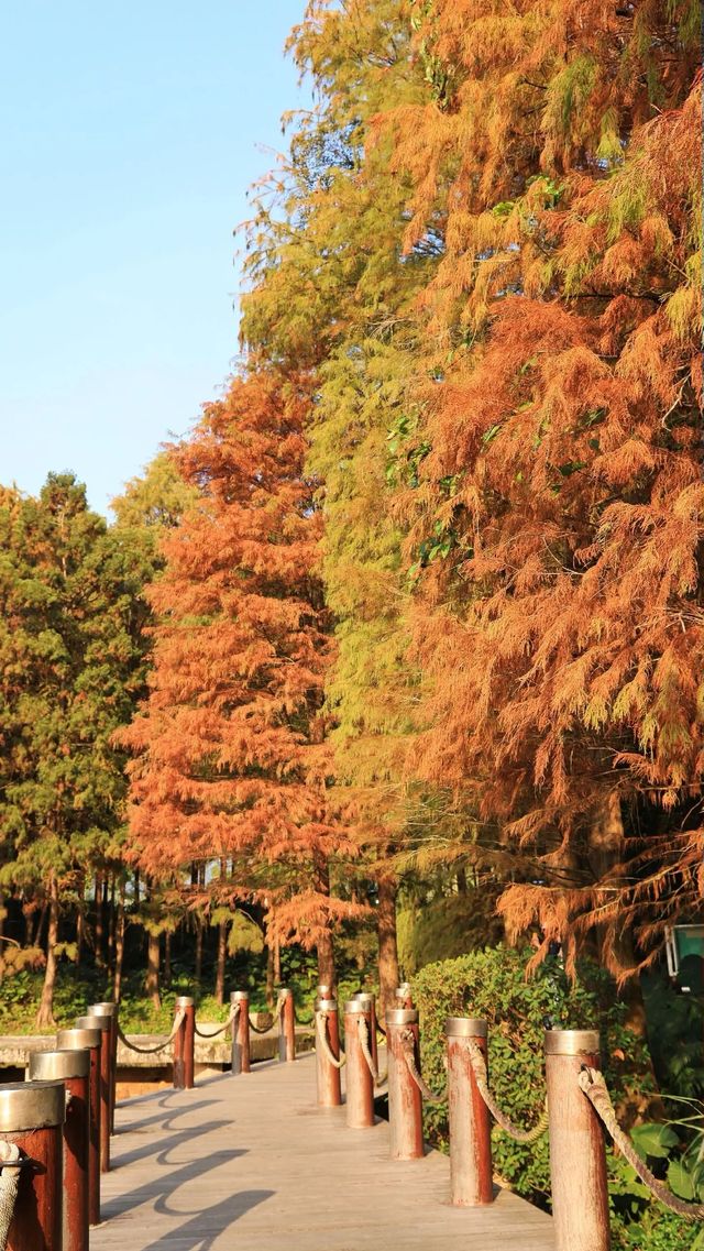 仙湖植物園的落羽杉，又紅了