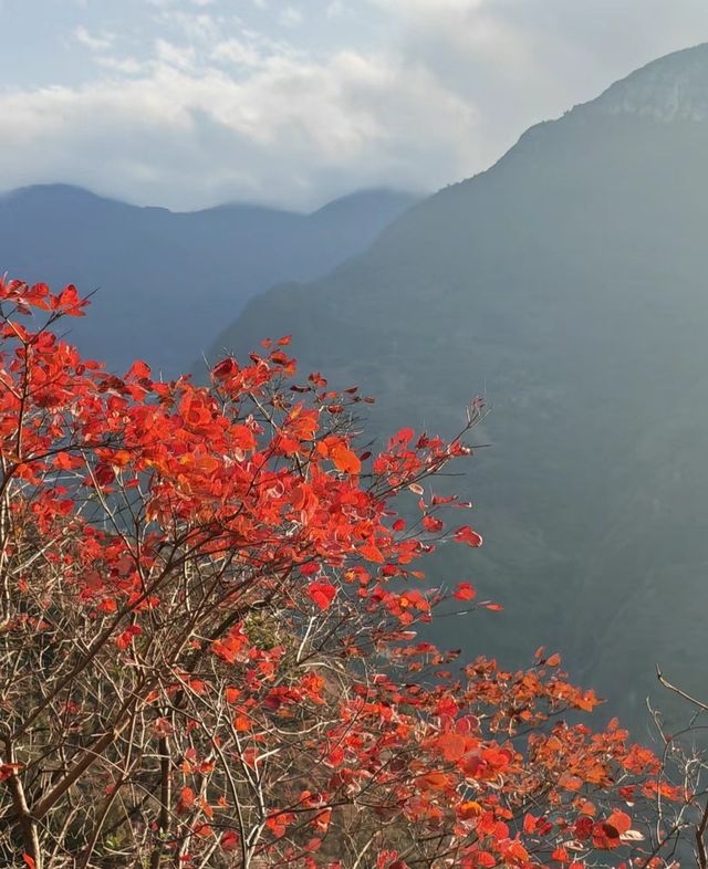 重慶巫山小三峽—巫山紅葉