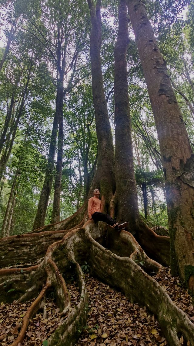巴厘島植物園主要看樹