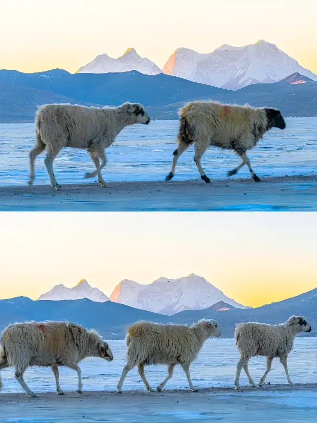 藍冰之約 | 首屆普莫雍錯神秘趕羊節