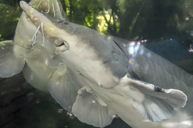 環全國系列138 上海動物園