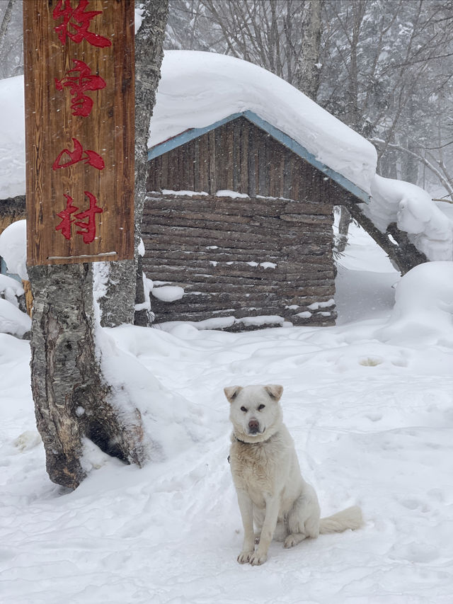 土味情話說給雪鄉聽