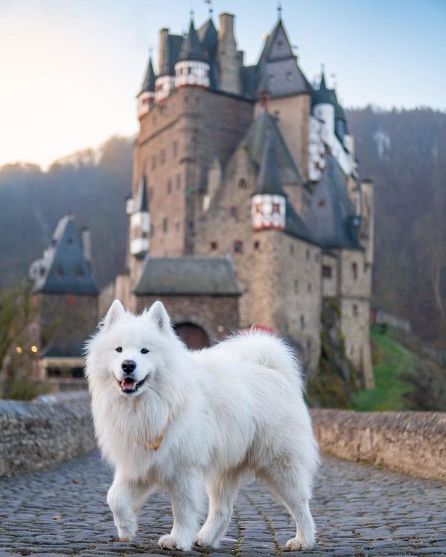 Felix over the years at Eltz Castle 🏰😍