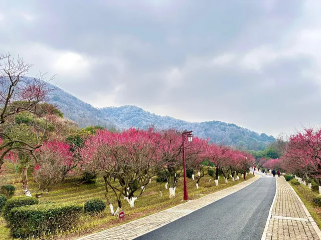 沒想到杭州最美的梅花在超山！
