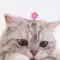 MiaGrace