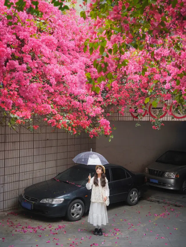 The Bougainvillea waterfall at Dongshankou is back and directly accessible by subway~