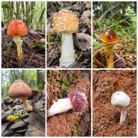 經木香坪反穿鷄足山，這是一條古老的朝聖之路
