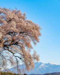 鰐塚の桜と実相寺の桜🌸