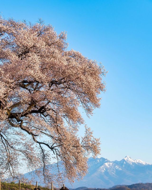 鰐塚の桜と実相寺の桜🌸