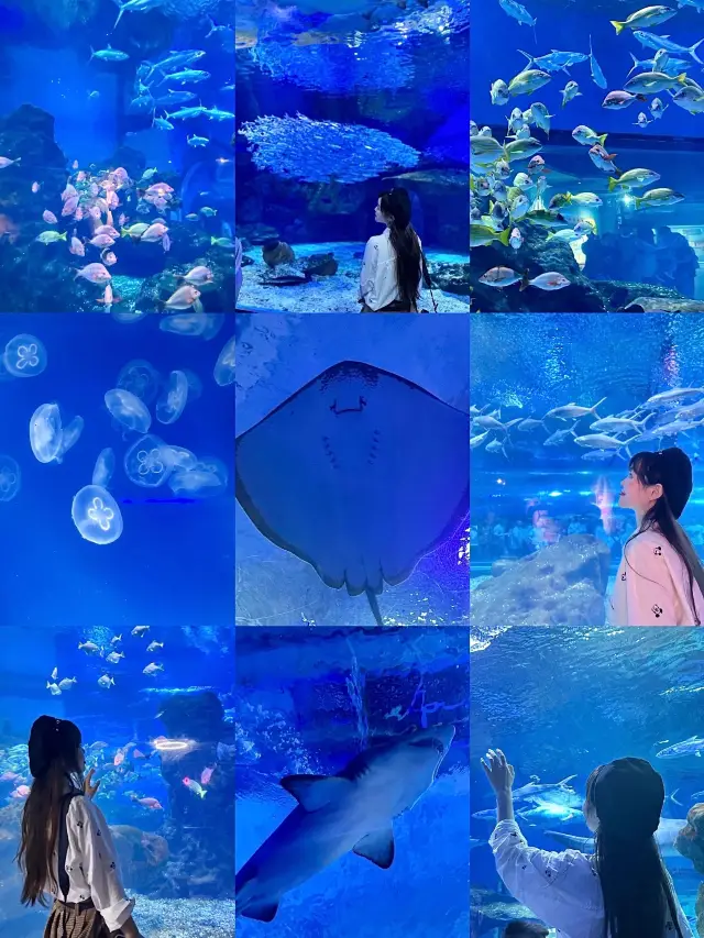 武漢旅遊去哪兒|來這裡感受海底世界的浪漫吧