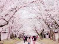 Wonders of Takarazuka Cherry Blossom