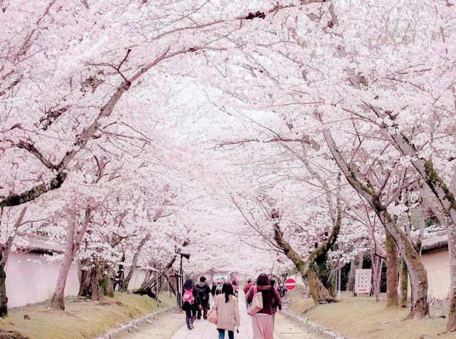 Wonders of Takarazuka Cherry Blossom
