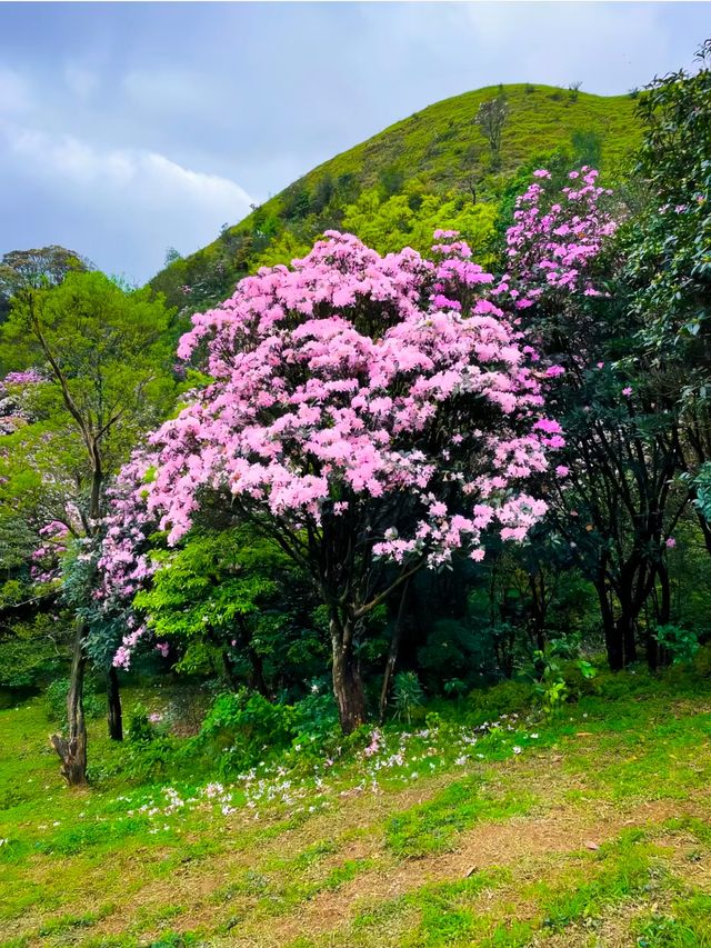 春天到了，鸡籠頂大草原高山杜鵑花海盛開未來半個月!