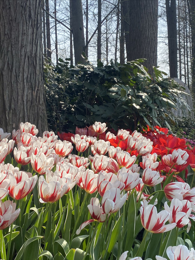 西湖賞花地圖，我已滾瓜爛熟