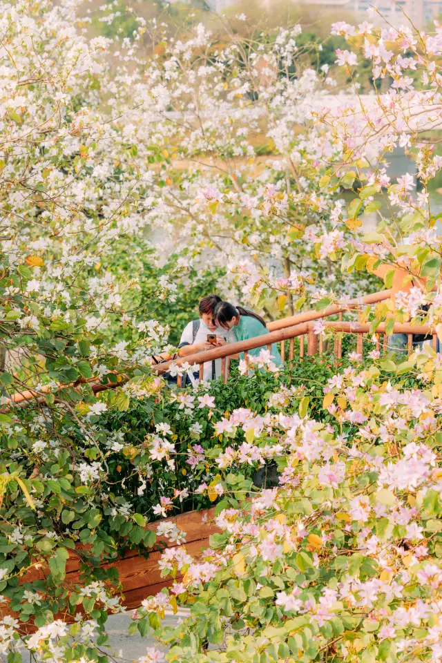 Capture the Essence of Spring! The Bauhinia flowers in Haizhu Wetland are in full bloom