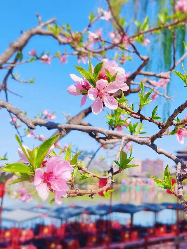 春日賞花踏青，帶娃領略大唐芙蓉園之美！