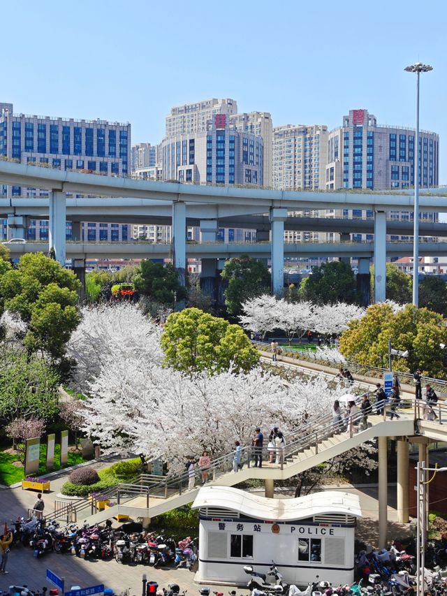 上海賞櫻｜汶水路地鐵站