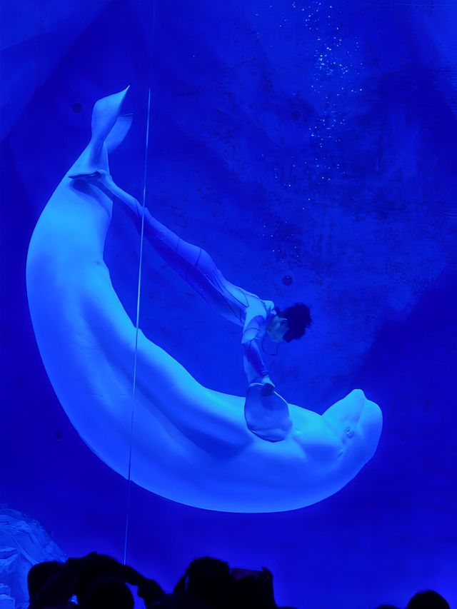 探索海洋奧秘，盡在上海海昌海洋公園