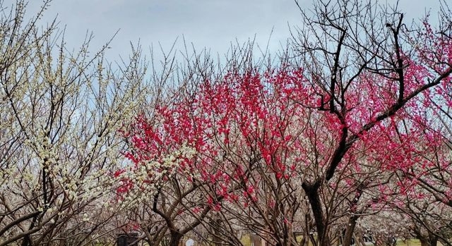 十里梅花香雪海🌸快來蘇州香雪海解鎖滿園「梅」好時光！！