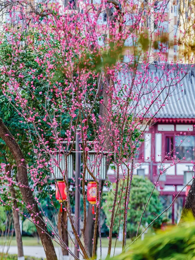 興慶宮的花開了