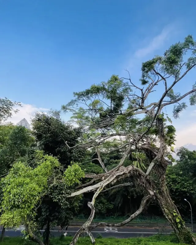 Hiking the Southern Ridges in Singapore