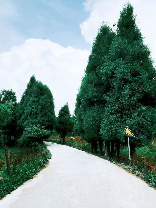 在重慶徒步！因為走錯路而去到了無人秘境！！
