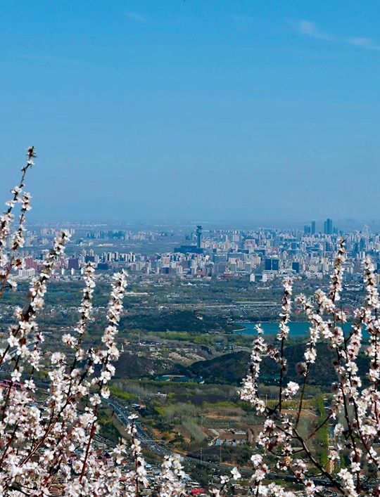 北京春色｜香山桃花烂漫