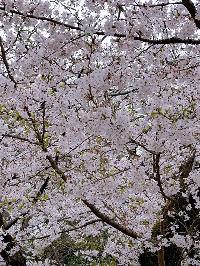 東京の伝統的な桜の名所といえば、この場所がリストにないわけにはいきません！