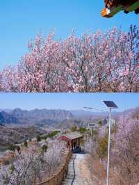 北京看十里桃花