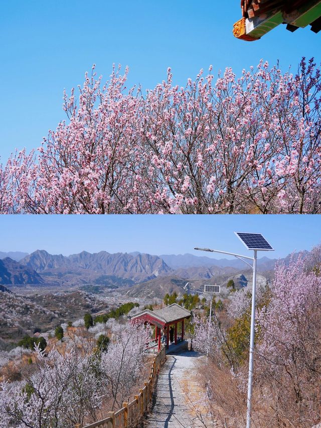北京看十里桃花