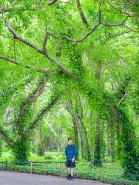 華南植物園｜我們應該像樹一樣野蠻生長
