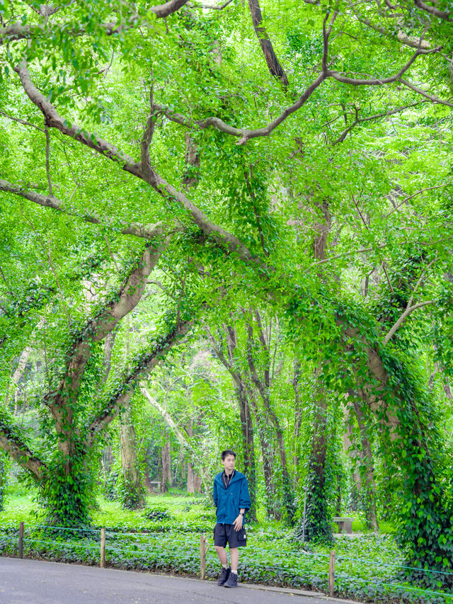 華南植物園｜我們應該像樹一樣野蠻生長