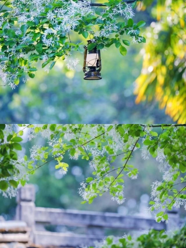 昆明周邊|黑龍潭公園最美流蘇花四月流蘇花似雪，正值人間四月天