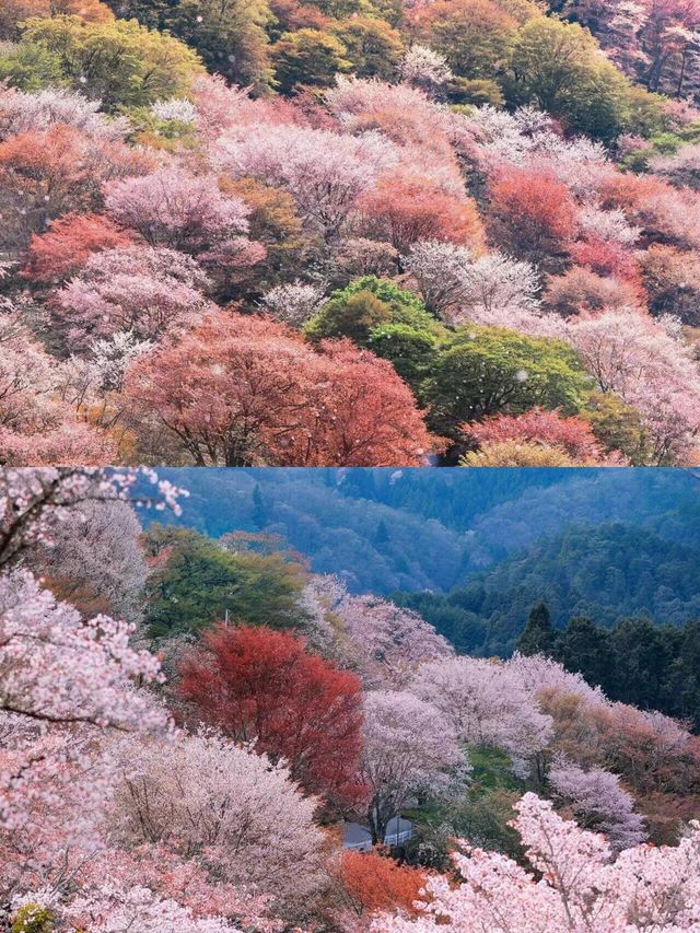 奈良吉野山千本櫻見證3萬株櫻花齊綻放