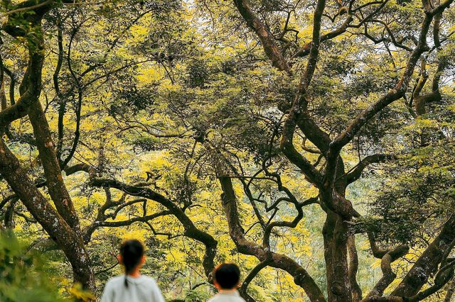 廣州拍照 這座隱秘的魔幻森林終於藏不住了|||