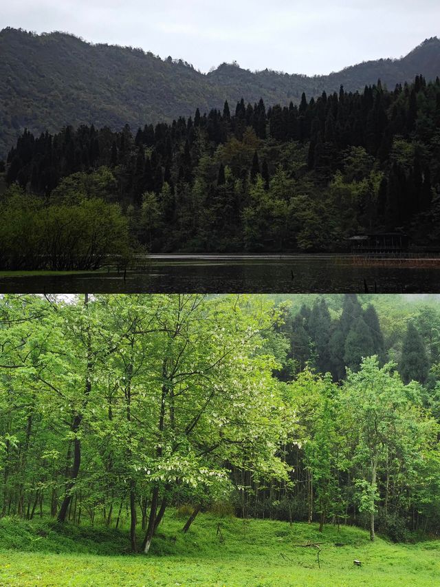 秘境森林·龍池