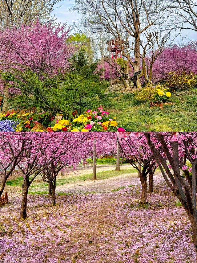 接下來的這個公園，堪稱鄭州春天裡的王炸