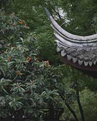 南京|一樹枇杷一樹金，江南真在詩畫裡