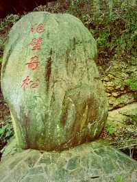 龍泉山絕壁奇松--媲美黃山