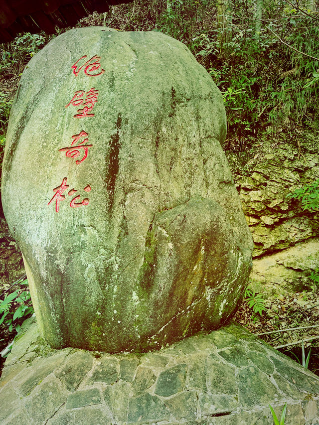 龍泉山絕壁奇松--媲美黃山
