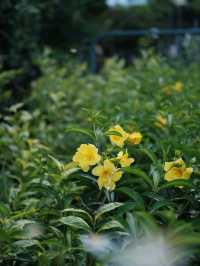 香港新晉網紅打卡地，訊號山花園漫步很chill