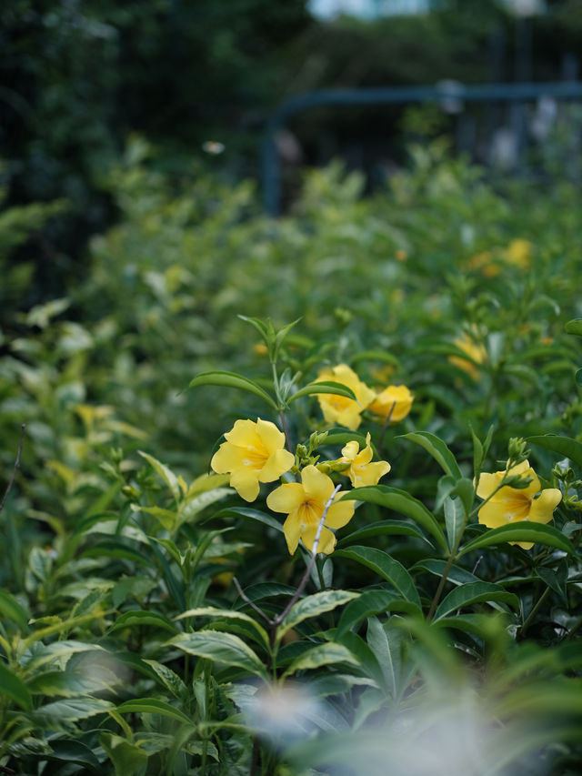 香港新晉網紅打卡地，訊號山花園漫步很chill
