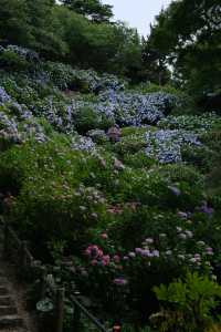 梅雨季的下田公園“紫陽花”