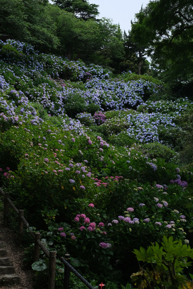 梅雨季的下田公園“紫陽花”
