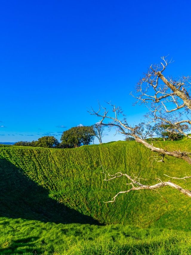 🌟 Auckland's Top 5 Must-Visit Attractions 🌆🎢🐠
