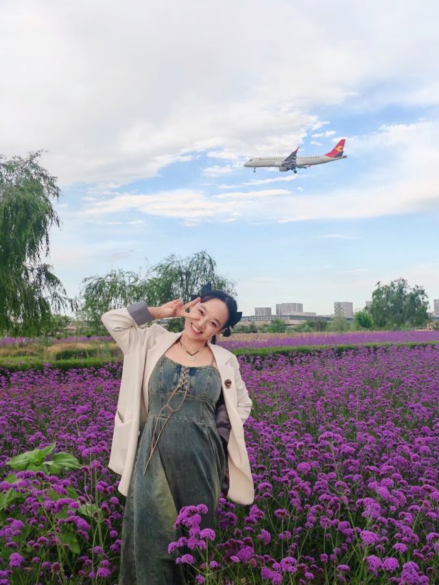走進蘭州新區的花海，彷彿踏入了一個夢幻般的世界