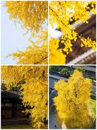 接下來的濮院古鎮可謂是秋色天花板。