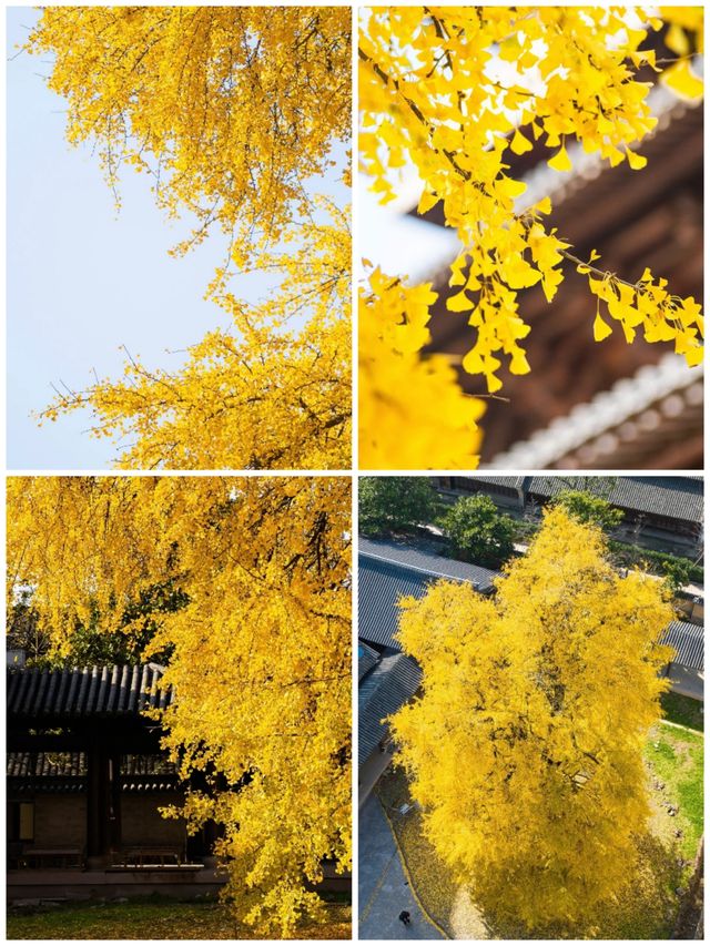 接下來的濮院古鎮可謂是秋色天花板。