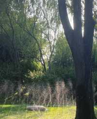 在北京，9月必到的小眾公園,絕對不能錯過!景色優美:大片翠綠稻浪,襯托著遠古白塔,人煙稀少:可以盡情拍攝。